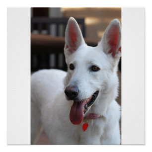 white german shepherd poster