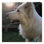 White German Shepherd Poster