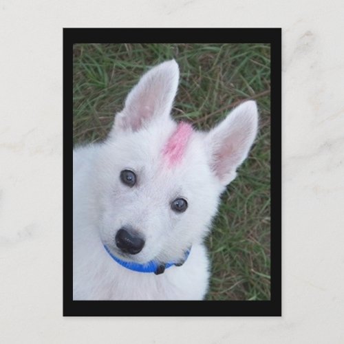 White German Shepherd w Mohawk Postcard