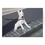 White German Shepherd Walkies (Front Horizontal)