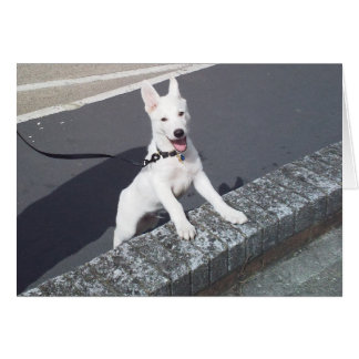White German Shepherd Walkies Cards