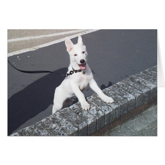 White German Shepherd Walkies Cards (Front Horizontal)