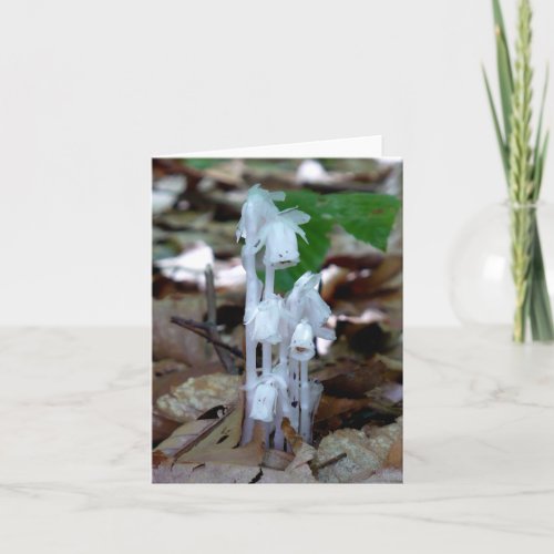 White Ghost Plant Note Card