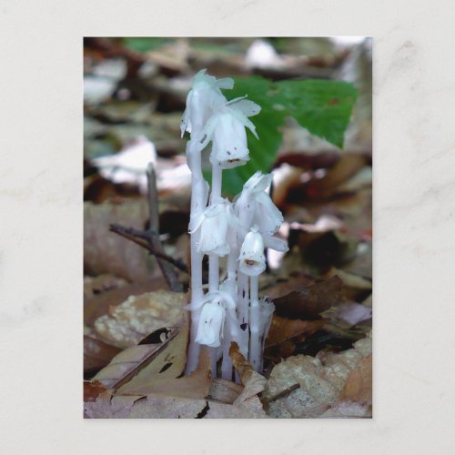 White Ghost Plant Postcard