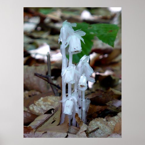 White Ghost Plant Poster