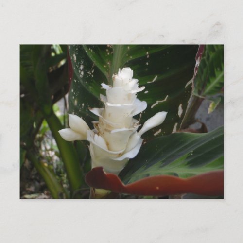 White Ginger Flower Postcard