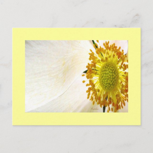 White Globe Flower Postcard (Front)