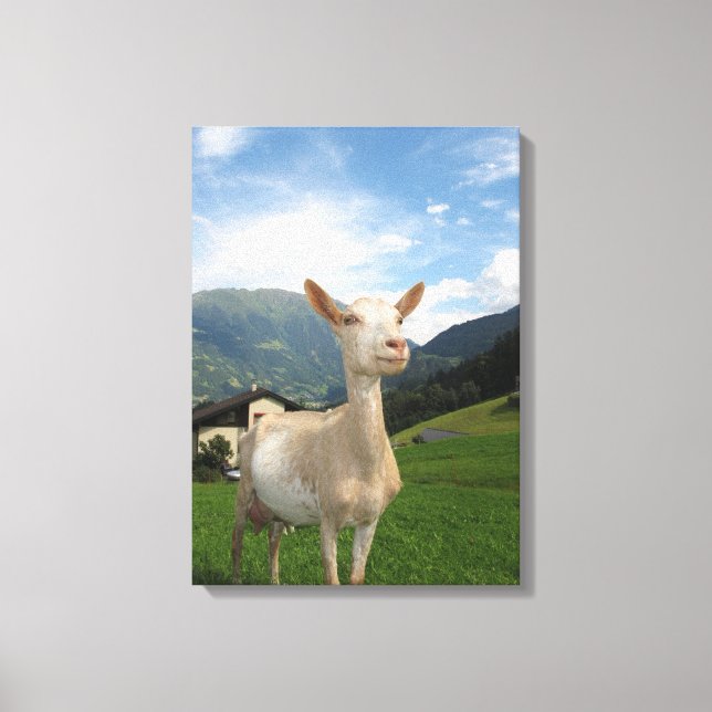 White goat canvas print (Front)
