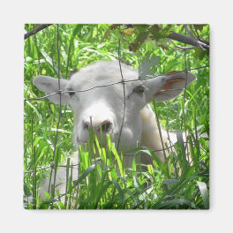 White Goat Farm Animals Photography Magnet