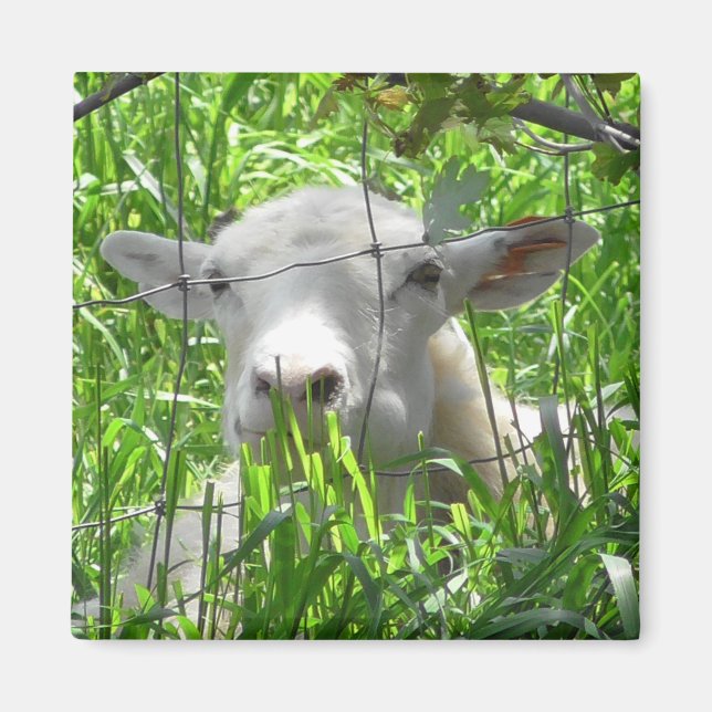 White Goat Farm Animals Photography Magnet (Front)