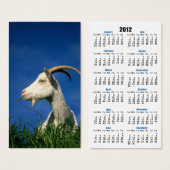 White goat grazing (Front & Back)