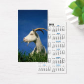 White goat grazing (Desk)