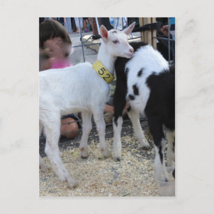 White Goat Postcard