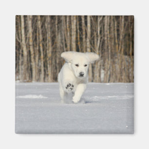 White Golden Retriever Puppy in Snow Magnet