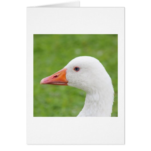 White Goose Cards (Front)