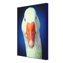 White Goose Face Farm Animal Canvas Print