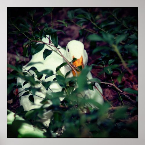 White Goose Hiding In Bushes  Poster