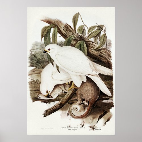 White Goshawk by Elizabeth Gould Poster