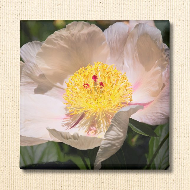 White Grace Peony  Magnet (Creator Uploaded)