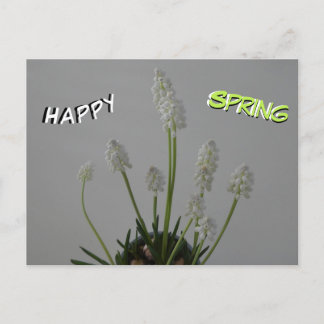 White Grape Hyacinths Cust. Text Spring Postcard