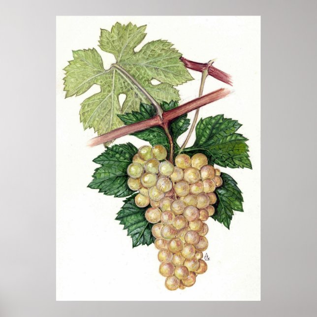 White Grape --  Sue Abonyi Poster (Front)