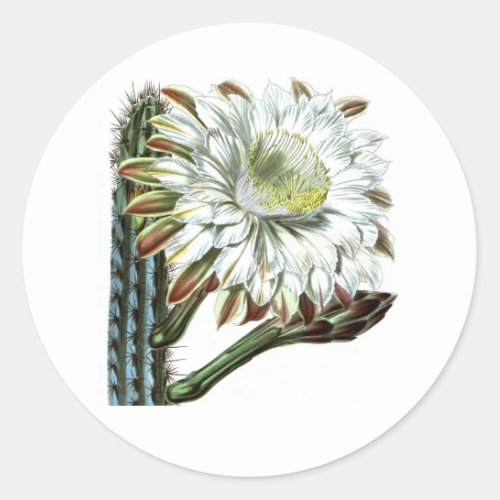 White Green Flowering Cactus Desert Plant Classic Round Sticker