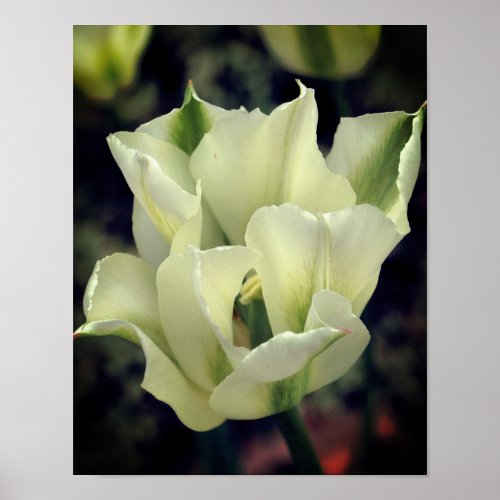 White Green Striped Tulip Flower Close Up Poster