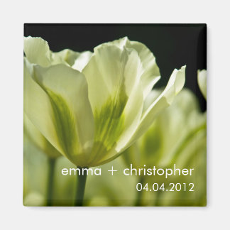 White & Green Variegated Tulips DSC0856 Magnet