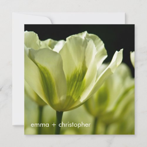 White  Green Variegated Tulips DSC0856 Save The Date