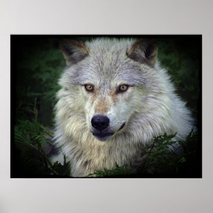 White Grey Wolf Wildlife Supporter Poster