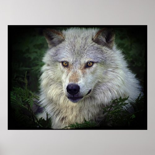 White Grey Wolf Wildlife Supporter Poster