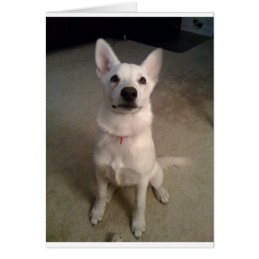 white gs pup (Front)