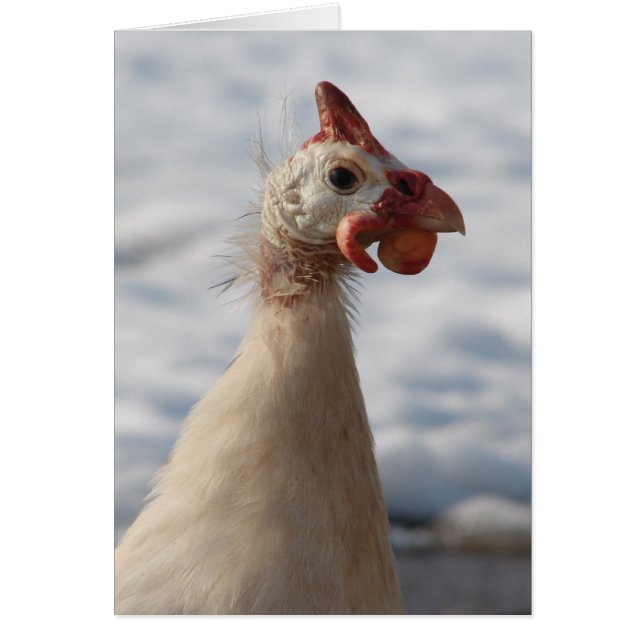 White Guinea Fowl Cards (Front)