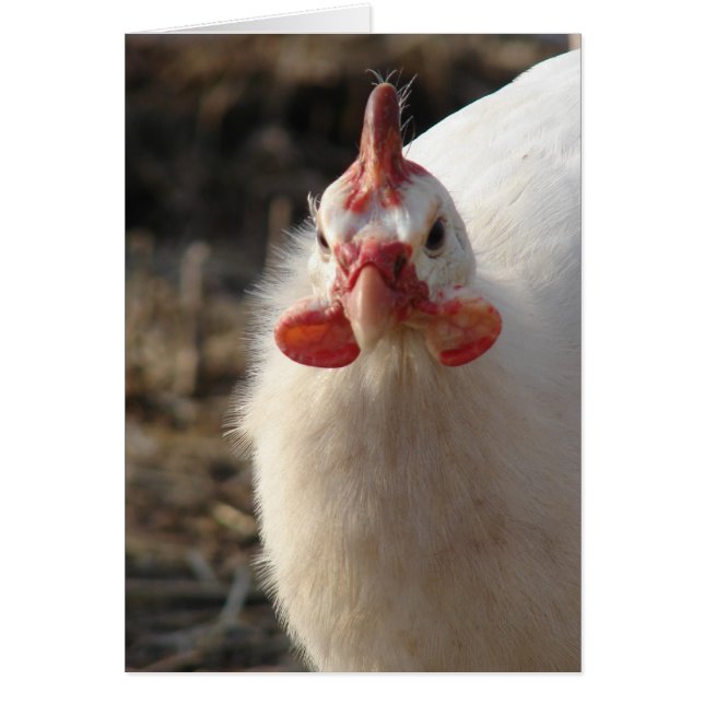 White Guinea Fowl Cards (Front)