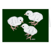 White Guinea Keets (Front Horizontal)