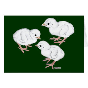 White Guinea Keets Cards