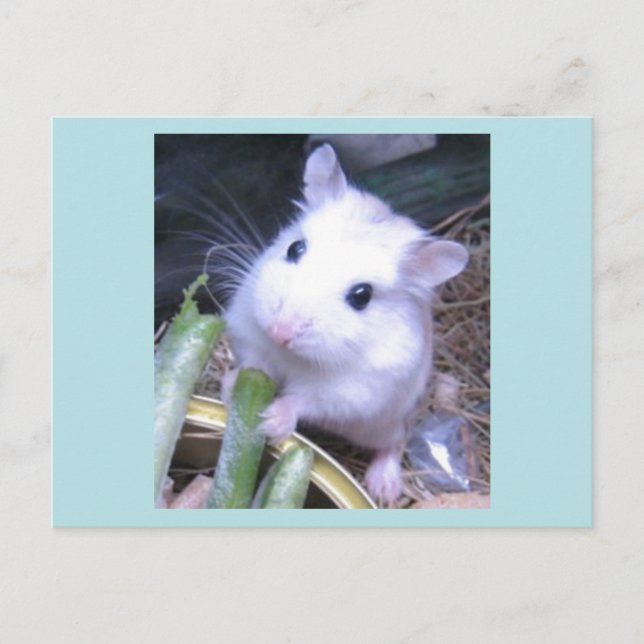 White Hamster Postcard (Front)