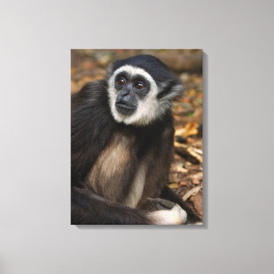 White-Handed Gibbon (Hylobates Lar), Monkeyland Canvas Print