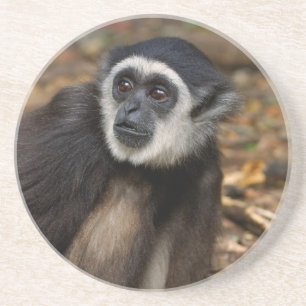 White-Handed Gibbon (Hylobates Lar), Monkeyland Drink Coaster