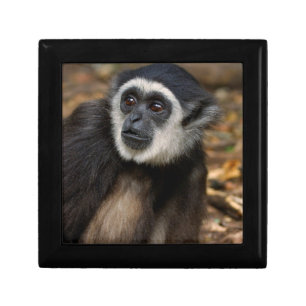 White-Handed Gibbon (Hylobates Lar), Monkeyland Jewelry Box