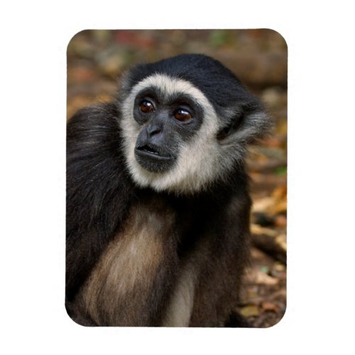 White_Handed Gibbon Hylobates Lar Monkeyland Magnet