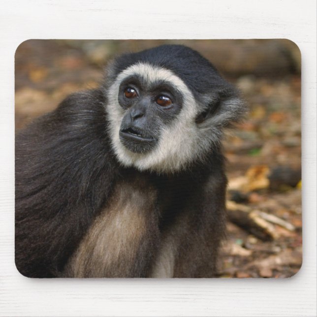 White-Handed Gibbon (Hylobates Lar), Monkeyland Mouse Pad (Front)