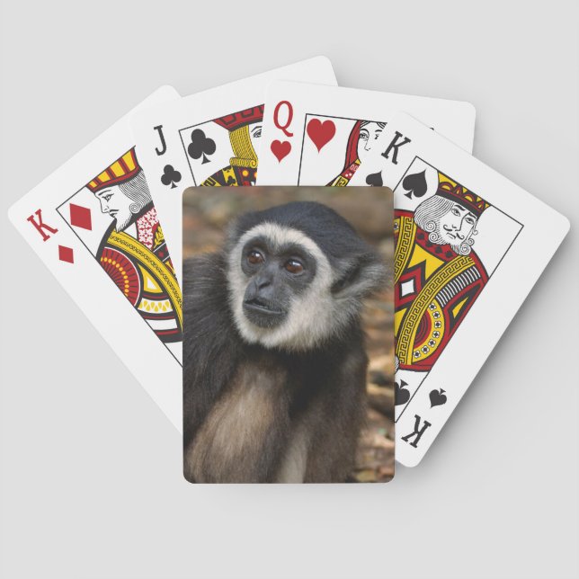 White-Handed Gibbon (Hylobates Lar), Monkeyland Poker Cards (Back)