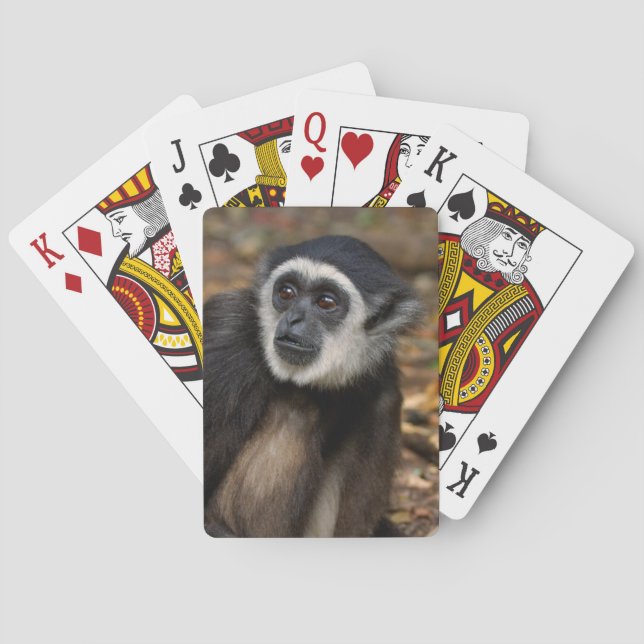 White-Handed Gibbon (Hylobates Lar), Monkeyland Poker Cards (Back)
