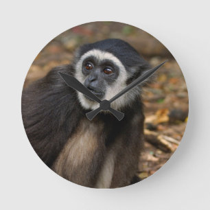 White-Handed Gibbon (Hylobates Lar), Monkeyland Round Clock