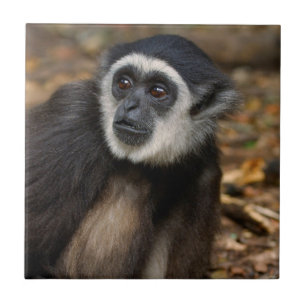 White-Handed Gibbon (Hylobates Lar), Monkeyland Tile