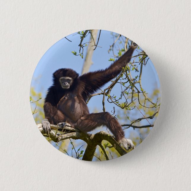 White-handed gibbon in tree button (Front)