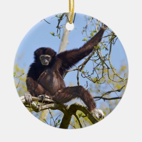 White_handed gibbon in tree ceramic ornament