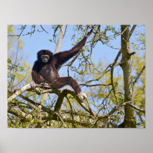 White-handed gibbon in tree poster
