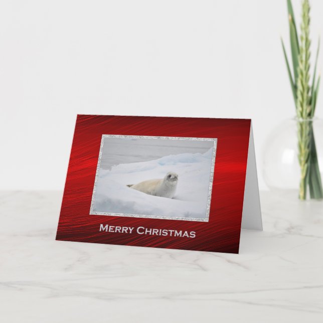 White Harbor Seal Snow Photo Christmas Holiday Card (Front)
